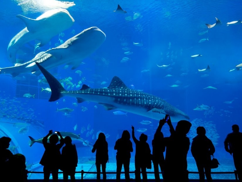 Les meilleurs aquariums d\'Istanbul