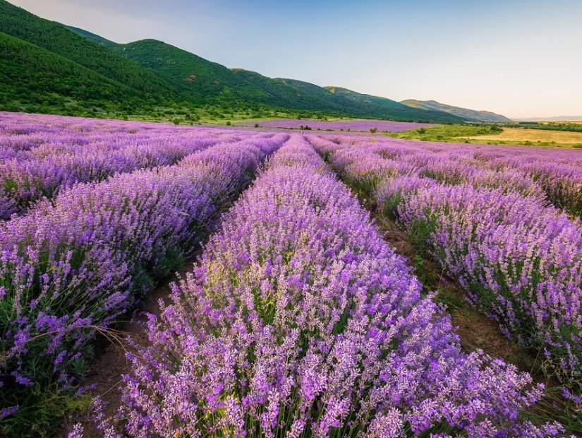 Turkey\'s Provence: Isparta Lavender Fields