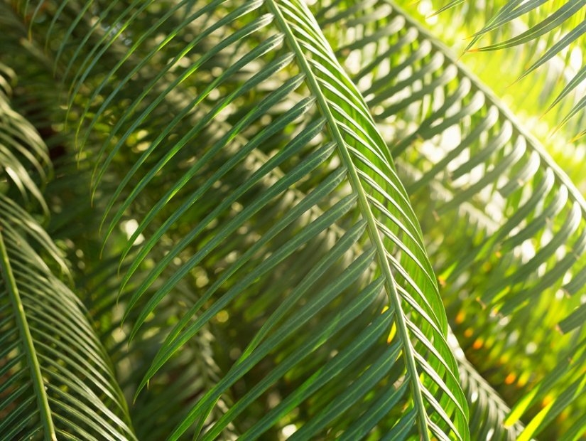 Botanic Gardens in Istanbul