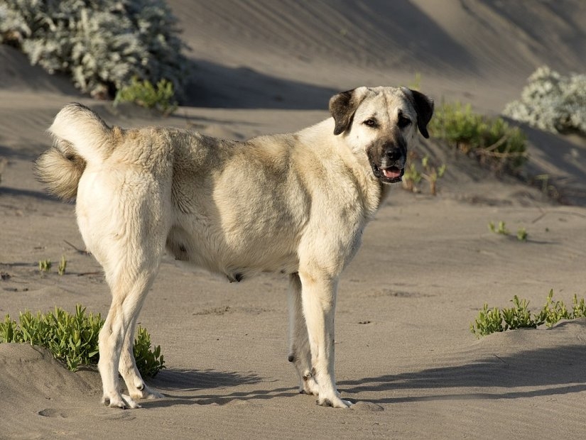 Turkish Kangal Shepherd Dog