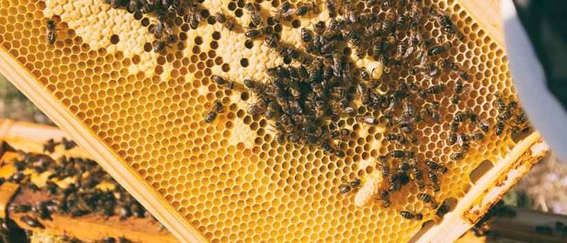 Beekeeping in Turkey