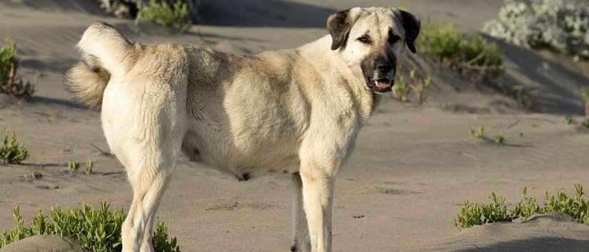 Turkish Kangal Shepherd Dog