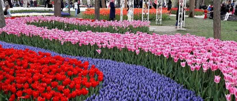 Frühling in Istanbul: Redbuds und Tulpen