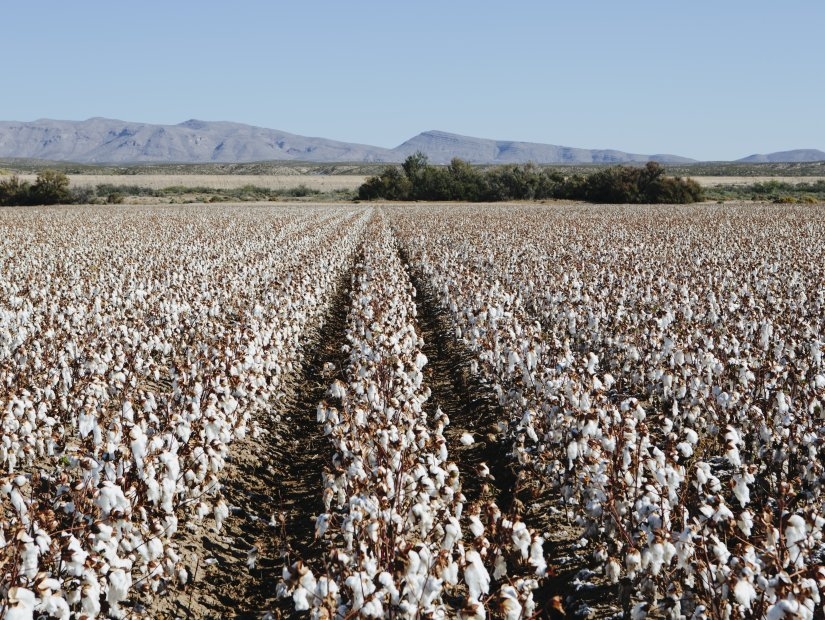 Turkish Cotton and Where to Find It