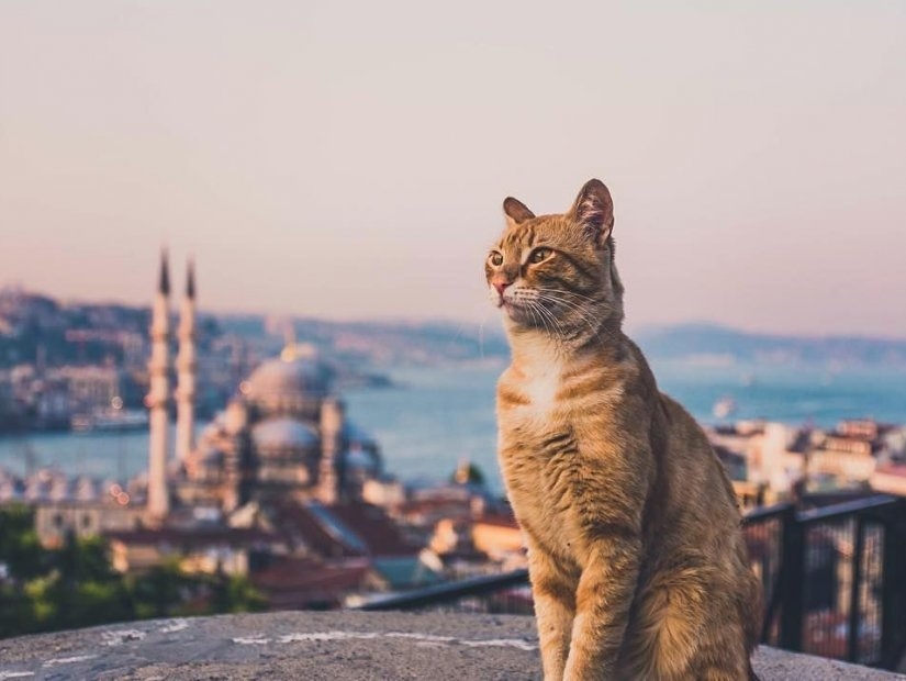 Стамбульские кошки