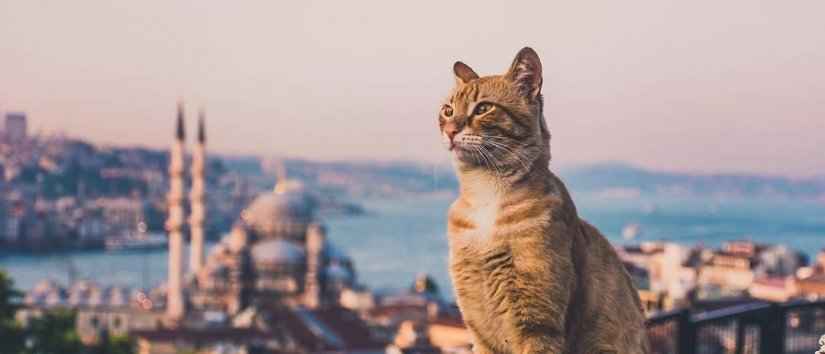 Cats of İstanbul