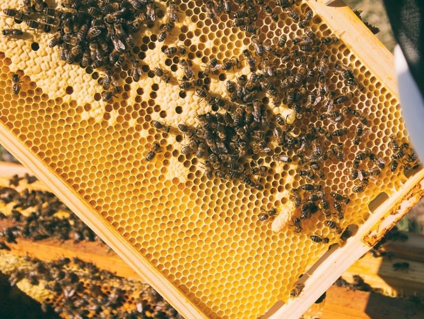 ترکی میں شہد کی مکھیوں کی دیکھ بھال