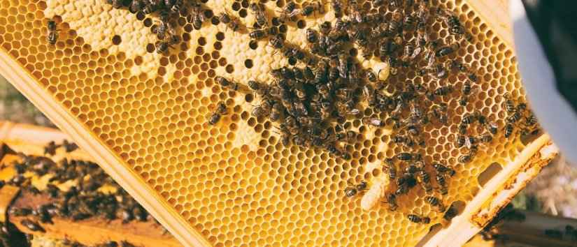 L\'apiculture en Turquie