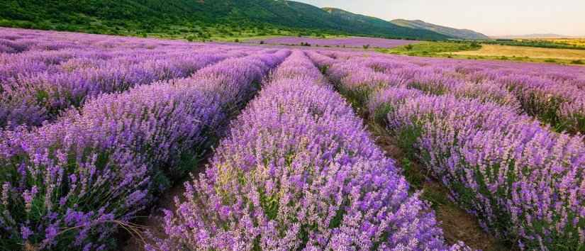 Turkey\'s Provence: Isparta Lavender Fields