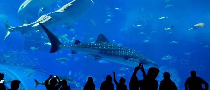Best Aquariums in Istanbul