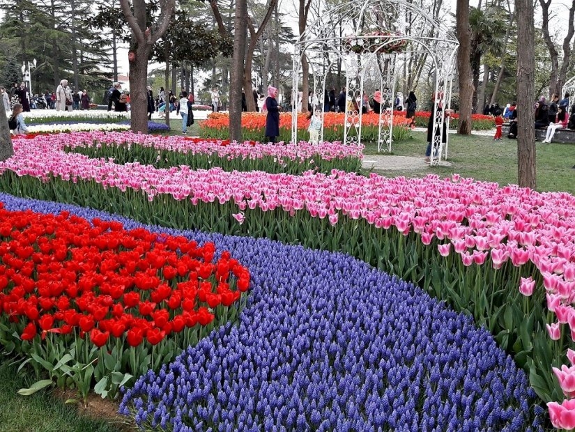 Весна в Стамбуле: красные бутоны и тюльпаны