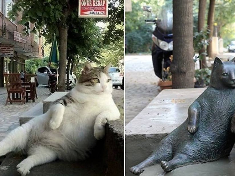استنبول کی بلیوں